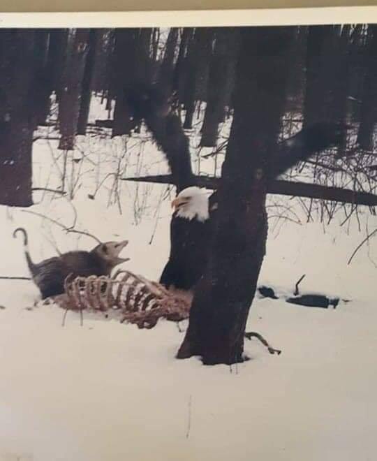 This meme is a photo of a dead deer in a forest, with a caption that says "When you finally get to the good part of the movie and it's just a bunch of trees".